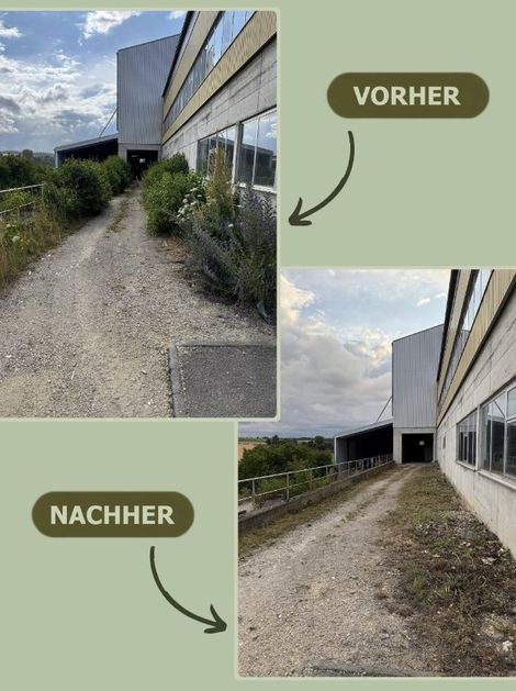 Vorher und nachher: Zufahrt an einer Gewerbehalle freigeschnitten